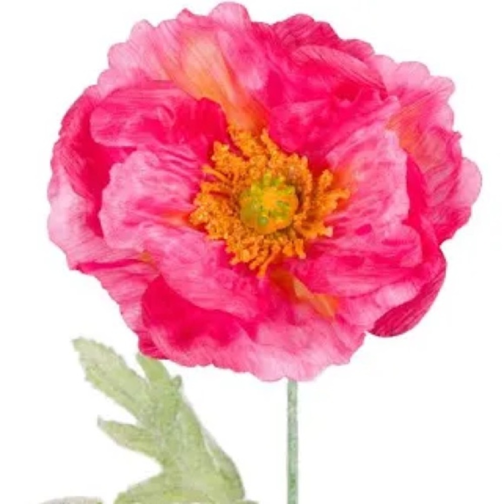 Meet your Posher, The Pink Poppy🌸